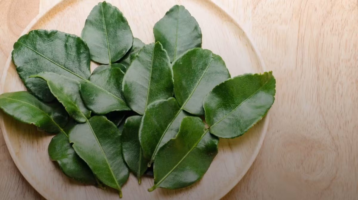 Rất quen thuộc với người Việt Nam, lá chanh thường được dùng để rắc lên món gà luộc như một loại gia vị. Tại các vùng quê, lá chanh có thể dễ dàng xin được. Ở thành phố, lá chanh có giá chỉ 1.000-2.000 đồng/mớ. Ảnh: Internet