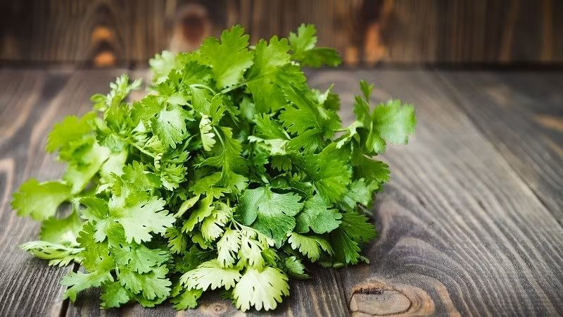 Rau mùi là một trong những loại rau gia vị phổ biến trong các món ăn truyền thống của người Việt. Ảnh: Internet