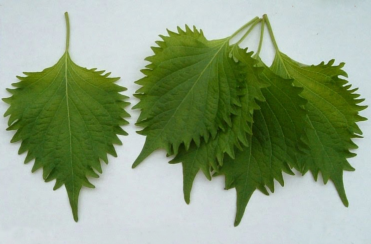 Tuy nhiên, một công ty tại Bắc Ninh trồng cây tía tô và xuất khẩu sang Nhật Bản với giá 700 đồng/lá, thu về hàng tỷ đồng/năm. Ảnh: Internet