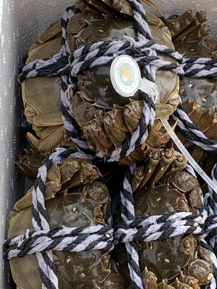 Theo chị Trang Hà, cua da được người dân dọc sông Cầu, thuộc huyện Yên Dũng (Bắc Giang) đánh bắt và vận chuyển xuống Hà Nội bán. Loại cua này giống hệt cua lông Thượng Hải, chúng có một lớp lông trên chân, càng và yếm.