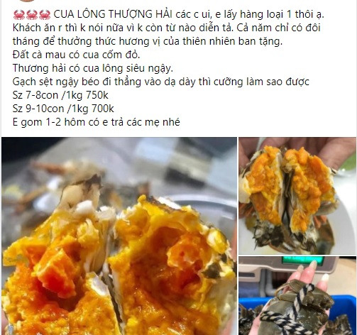 Nếu như trước, cua lông Thượng Hải có giá bán tới 2-3 triệu đồng/kg thì thời gian gần đây, loại cua này được rao bán nhiều trên chợ mạng với giá chỉ từ 50.000 đồng/con hoặc từ 500-700.000 đồng/kg.