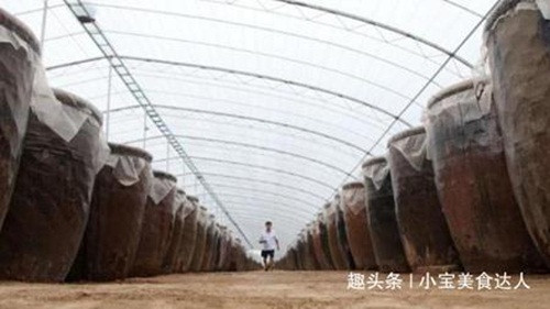 Một người đàn ông ở Trung Quốc đã ngâm những quả táo bầm dập trong 10.000 chiếc vại lớn để tạo ra món dấm táo. Mùi thơm của loại dấm này hấp dẫn đến mức khi vừa mở vại ra, có người đã cảm thấy muốn say. Ảnh: Chuangyejia