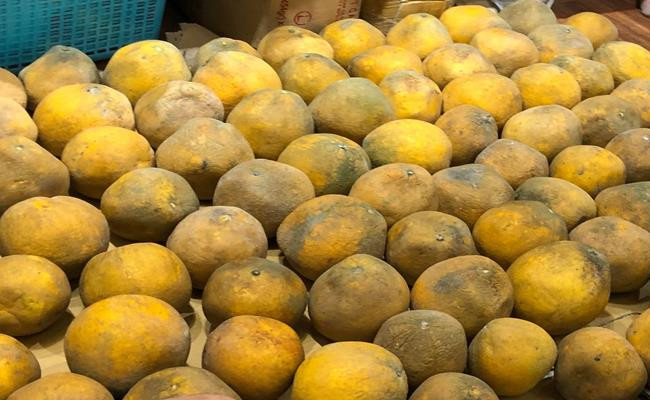 Bưởi Diễn nổi tiếng bởi vị ngọt mát thanh khiết, mùi hương thơm đặc trưng. Không như những giống bưởi khác, bưởi Diễn phải chờ đến lúc héo ăn mới ngon. Ảnh: Internet