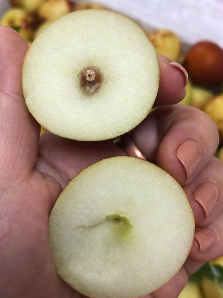 Tuy vẻ bề ngoài không bắt mắt nhưng hồng táo lại rất ngon, giòn và ngọt. Táo tàu tươi được cho là rất giàu dinh dưỡng và tốt cho sức khỏe. Ảnh: Hoaquauudam