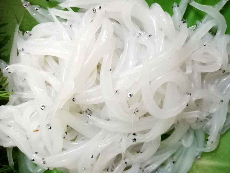 Cá ngần cũng là một đặc sản sông Đà được người tiêu dùng ưa chuộng. Vào tháng 4-5 hàng năm, cá ngần sông Đà lại xuất hiện và bày bán nhiều trên thị trường. Giá bán dao động từ 200.000 – 300.000 đồng/kg. Ảnh: Tieudung