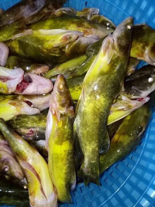 Theo người bán, cá bò vàng có quanh năm, song vào mùa hè cá mới có nhiều giá dao động từ 220.000-250.000 đồng/kg. Ảnh: FB Hai san Van Don