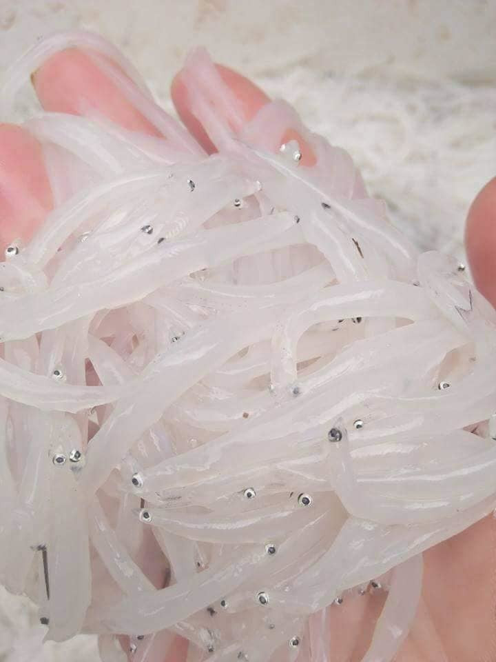 Theo người dân địa phương, cá ngần sông Đà xuất hiện ngoài tự nhiên và không nuôi được. Mỗi năm chúng chỉ xuất hiện một lần nên khách thường phải canh đúng thời điểm để đặt mua. Ảnh: Vietnamnet