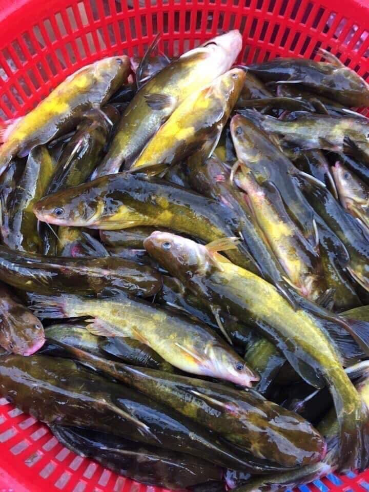 Vào mùa đông, khoảng từ tháng 11 năm trước đến tháng 1 năm sau là thời gian cá khan hiếm nhất. Khi đó, cá bò vàng sông Đà có giá tới 300.000-350.000 đồng/kg mà khách vẫn tranh nhau mua. Ảnh: FB Hai san Van Don