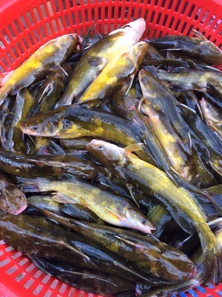 Vào mùa đông, khoảng từ tháng 11 năm trước đến tháng 1 năm sau là thời gian cá khan hiếm nhất. Khi đó, cá bò vàng sông Đà có giá tới 300.000-350.000 đồng/kg mà khách vẫn tranh nhau mua. Ảnh: FB Hai san Van Don