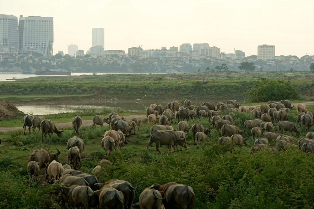 Đàn trâu được chăn thả dọc bờ bãi sông Hồng, nơi có bãi cỏ xanh tốt là nguồn thức ăn tự nhiên dồi dào. Ảnh: VOV.