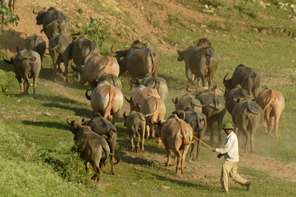 Đến năm 1993, gia đình bà Hải quyết định vay 1,8 triệu đồng mua một con trâu với mục đích cày bừa. Ảnh: VOV