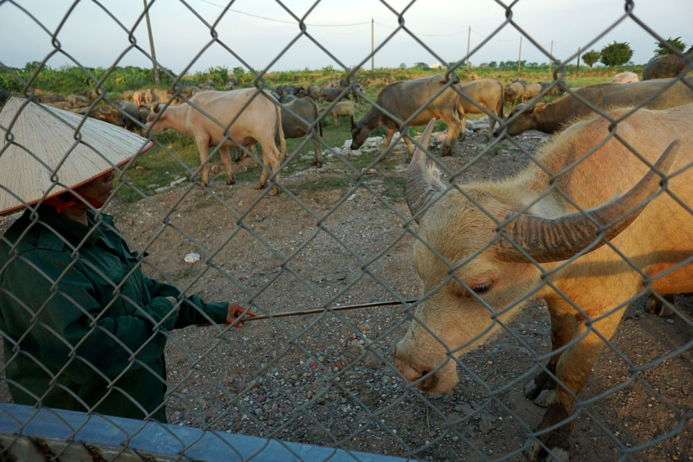 Theo bà Hải, trâu to có giá bán từ 30 - 40 triệu/con, còn nghé thì nuôi khoảng 6 tháng là bán được 15 - 20 triệu. Ảnh: VOV.