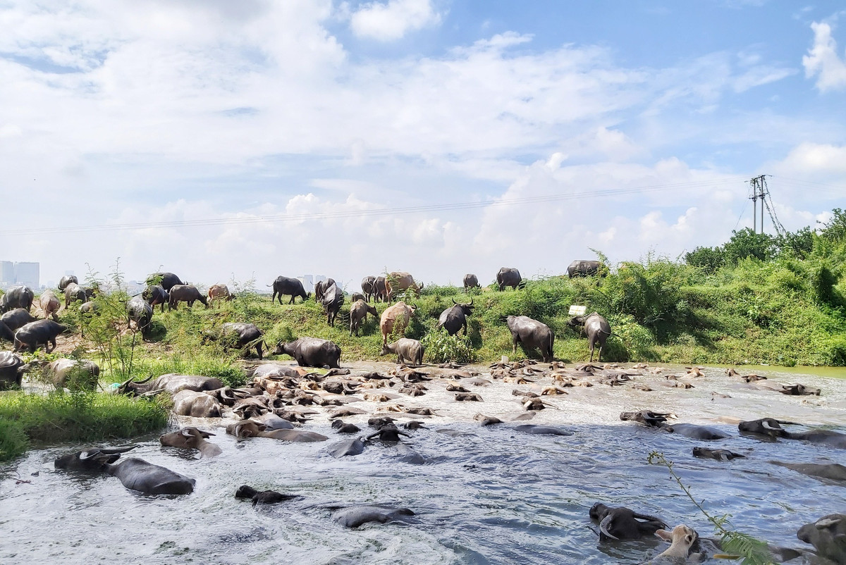 Đàn trâu gần 200 con dễ khiến người ta liên tưởng tới một vùng quê yên tĩnh hay mảnh đất thảo nguyên hùng vĩ nào đó. Ảnh: Dân Việt.