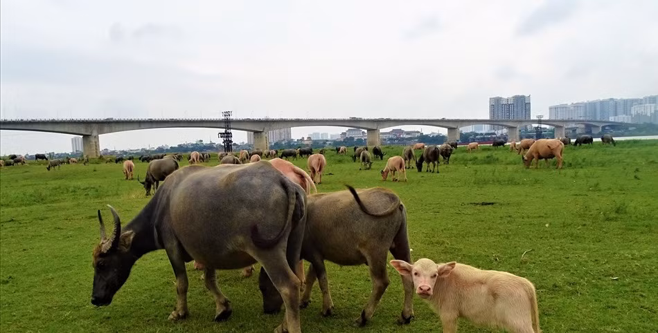 Khách hàng chủ yếu là các siêu thị, nhà hàng, hoặc các hộ dân trong làng, ở xa vì biết tiếng là trâu sạch mà đến đặt hàng, lượng mua nhiều thường vào dịp giáp Tết. Ảnh: Lao động.