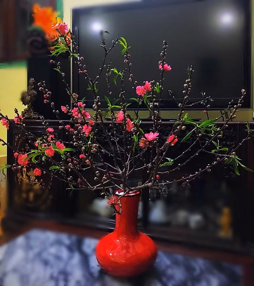 Là biểu tượng mùa xuân ở miền Bắc, hoa đào rất được ưa chuộng trong dịp Tết Nguyên đán. Không những có giá trị trang trí, làm đẹp cho ngôi nhà, mà hoa đào còn mang những ý nghĩa đặc biệt. Đó là niềm tin về một năm mới an lành, hạnh phúc, gia đình yên ấm, thuận hòa.