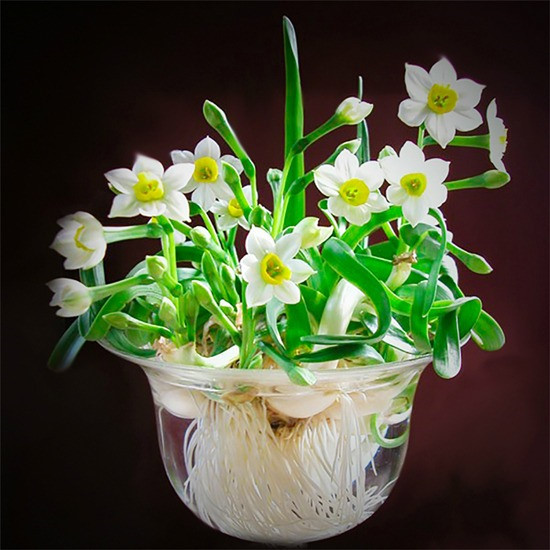 Nở vào mùa xuân, hoa thủy tiên được nhiều người yêu thích và chọn lựa để chưng vào ngày Tết bởi vẻ đẹp giản dị, thuần khiết. Hoa thủy tiên mang hương thơm dịu nhẹ, làm ngây ngất lòng người.