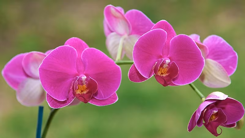 Sẽ thật thiếu sót nếu như bỏ qua hoa lan - loài hoa mang vẻ đẹp sang trọng, thanh cao. Với nhiều màu sắc khác nhau từ trắng, tím, phớt hồng...cùng vẻ đẹp quý phái, hoa lan xứng đáng là một trong những loài hoa đẹp được trang trí trong nhà mỗi dịp xuân về.