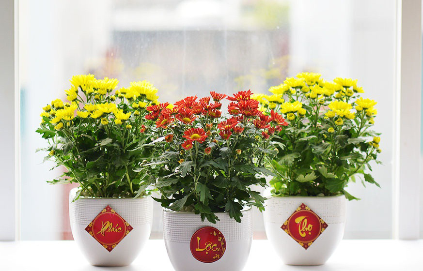 Hoa cúc màu sắc giản dị nhưng lại có ưu điểm tươi lâu, mang biểu tượng của sự sống, tăng thêm phúc lộc cũng như sự hoan hỉ đến nhà. Màu sắc rực rỡ của những bông cúc khiến không khí xuân thêm ấm áp và tươi vui hơn.