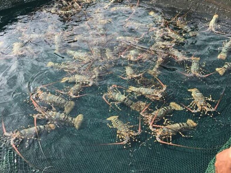 Giá tôm hùm ở đảo Bình Ba dao động khoảng từ 1 triệu - 1,8 triệu đồng/ kg. Nguồn ảnh: Internet