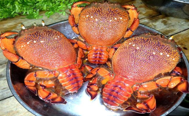 Cua huỳnh đế có nhiều ở các vùng biển Quy Nhơn (Bình Định), Phú Yên, Tuy Phong (Bình Thuận), Sa Huỳnh (Quảng Ngãi), Cam Ranh (Khánh Hòa). Giá cua sống từ 400.000 - 1,5 triệu đồng/kg tùy kích thước.