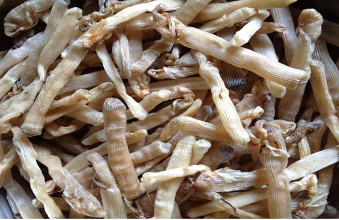 Trong khi đó, sá sùng sấy khô có giá lên đến 2-4 triệu đồng/kg. Sá sùng khô loại thượng hạng lên tới 4,5 triệu - 5 triệu đồng/kg.