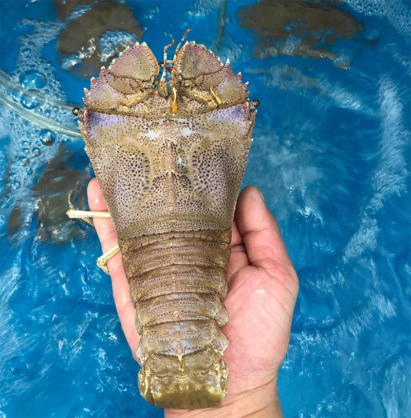 Tùy theo loại và size, tôm sống, ngộp, hay đông lạnh sẽ có giá khác nhau. Thông thường tôm mũ ni đỏ có giá từ 1 - 1,6 triệu đồng/kg; Tôm mũ ni trắng có giá 500.000 - 800.000 đồng/kg.