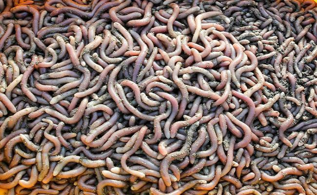 Trên thị trường, sá sùng tươi hiện có giá khá cao, trên dưới 500.000 đồng/kg.