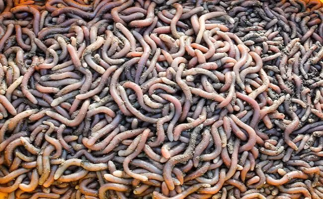 Trên thị trường, sá sùng tươi hiện có giá khá cao, trên dưới 500.000 đồng/kg.