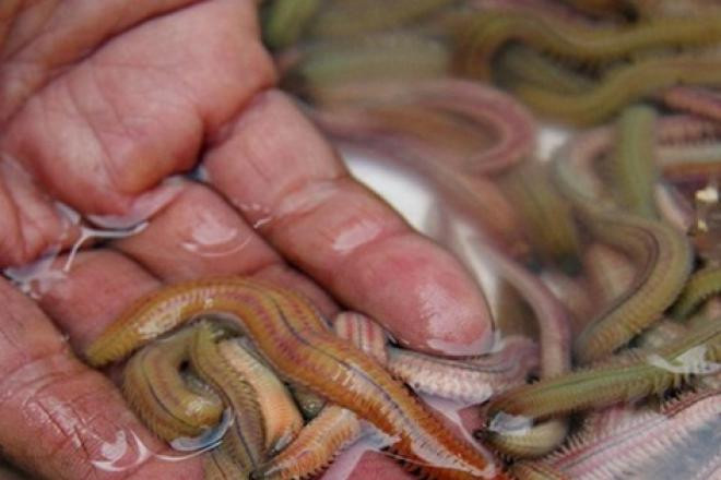 Rươi cũng là loài nhìn bên ngoài đáng sợ nhưng khi ăn vào lại rất ngon và hấp dẫn. Mức giá bán rươi đầu mùa lên đến hơn nửa triệu đồng/kg.