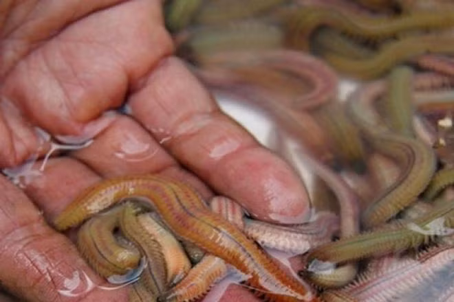 Rươi cũng là loài nhìn bên ngoài đáng sợ nhưng khi ăn vào lại rất ngon và hấp dẫn. Mức giá bán rươi đầu mùa lên đến hơn nửa triệu đồng/kg.