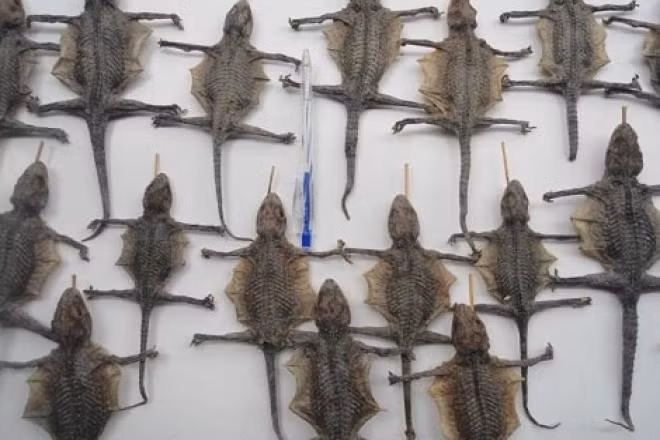  Khô tắc kè cũng được sản xuất nhiều tại vùng Tịnh Biên, An Giang. Cứ 3kg tắc kè sống sẽ cho ra 1kg tắc kè khô. Trên thị trường, khô tắc kè có giá 45.000 - 50.000 đồng/kg. Nguồn ảnh: Internet.