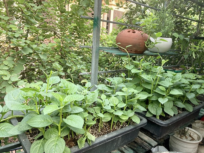 Trong khu vườn còn có rất nhiều loại rau, trong đó mồng tơi được trồng thành nhiều chậu lớn. Ảnh: FBNV