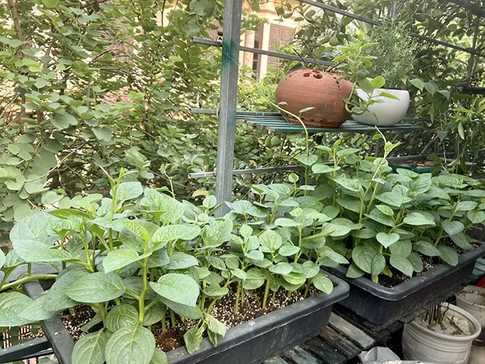 Trong khu vườn còn có rất nhiều loại rau, trong đó mồng tơi được trồng thành nhiều chậu lớn. Ảnh: FBNV