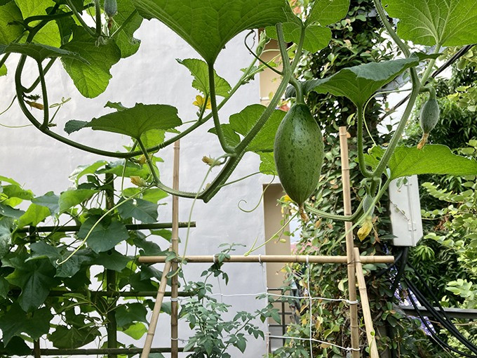 Các loại cây dây leo cũng được trồng nhiều ở vườn. Ảnh: FBNV