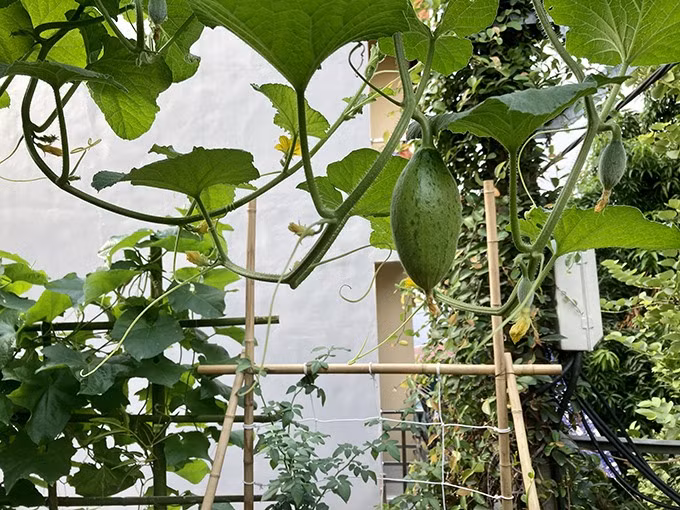 Các loại cây dây leo cũng được trồng nhiều ở vườn. Ảnh: FBNV