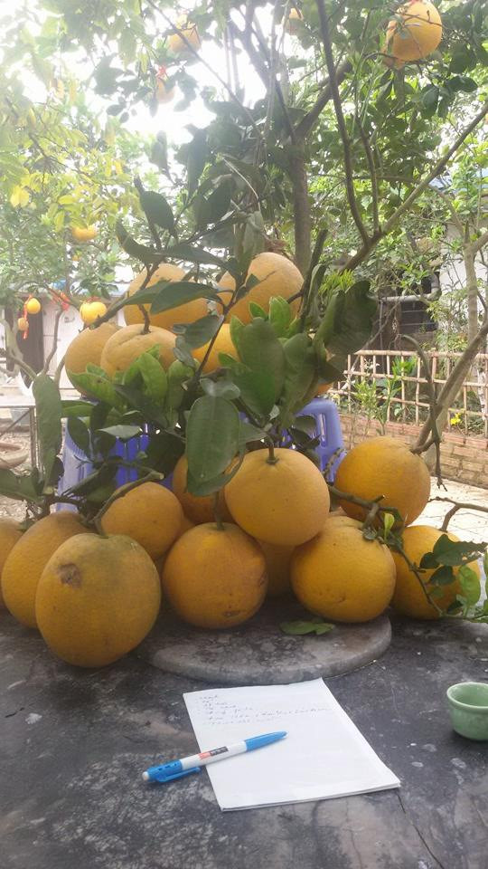 Thành quả nam nghệ sĩ thu hoạch được trong vườn. Ảnh: FBNV