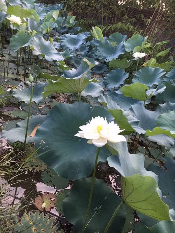 Ngoài rau quả, nghệ sĩ Giang Còi còn trồng các loại hoa như sen, phong lan...Ảnh: FBNV