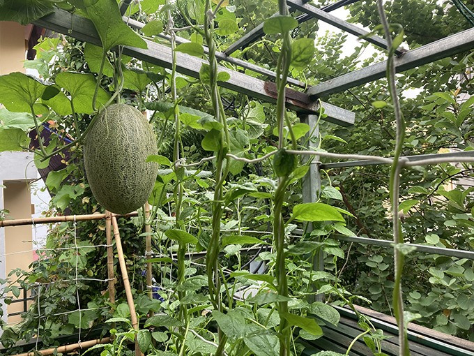 Nghệ sĩ Giang Còi không sử dụng bất cứ loại hóa chất, phân bón hóa học nào trong việc trồng trọt. Ảnh: FBNV