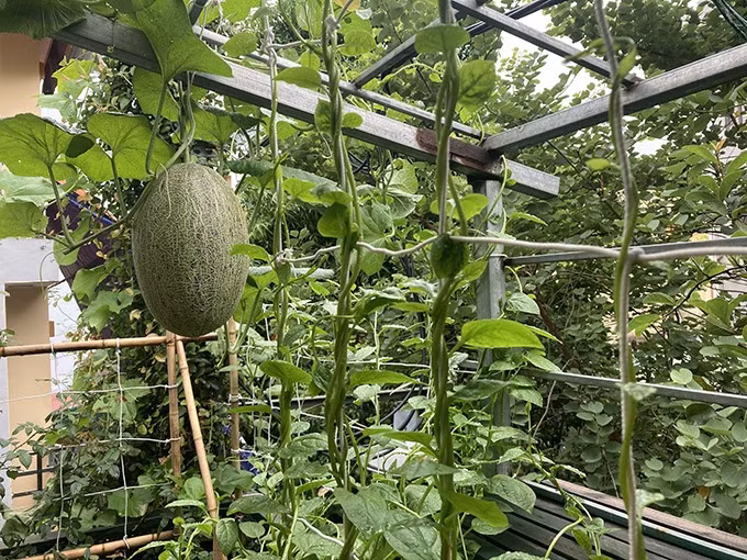 Nghệ sĩ Giang Còi không sử dụng bất cứ loại hóa chất, phân bón hóa học nào trong việc trồng trọt. Ảnh: FBNV