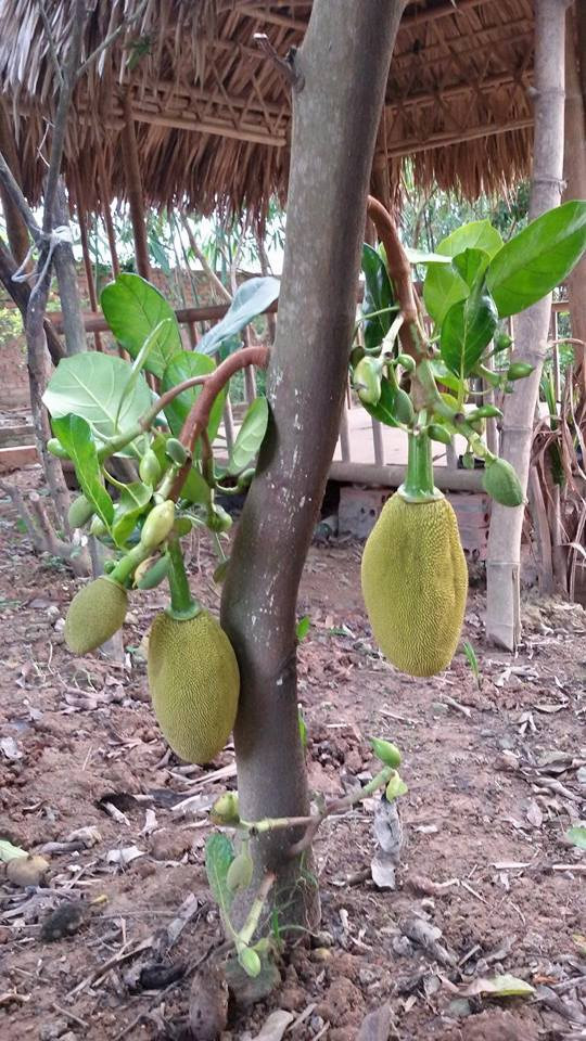 Những quả mít sai quả trong khu vườn của nghệ sĩ Giang Còi. Ảnh: FBNV