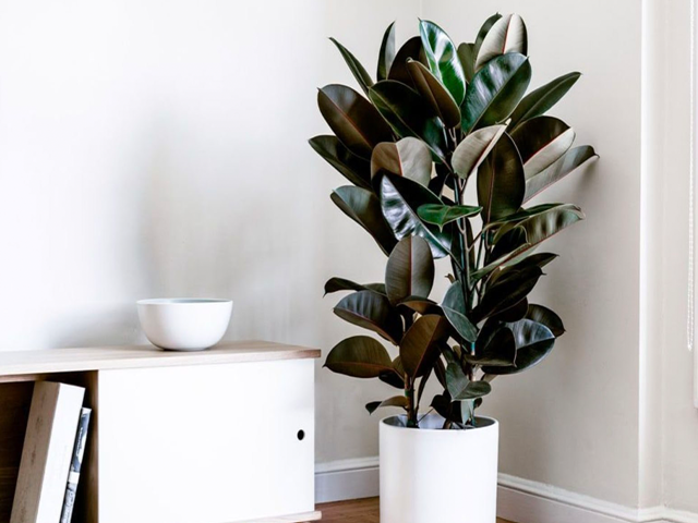 Cây đa, sung hay si đều được biết đến với khả năng làm giảm nhiệt độ, giảm ô nhiễm và cải thiện chất lượng không khí.