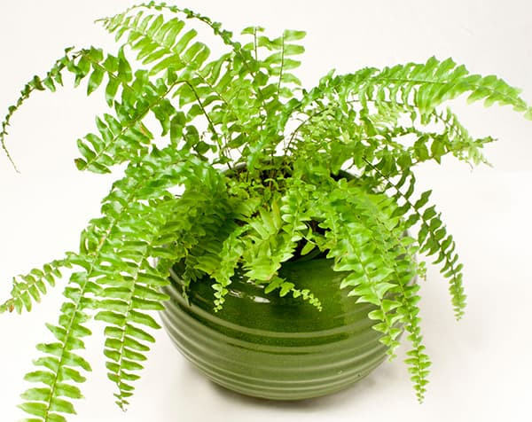 Cây dương xỉ không chỉ làm mát, ẩm không khí mà còn có thể loại bỏ formaldehyde.