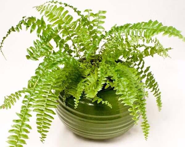 Cây dương xỉ không chỉ làm mát, ẩm không khí mà còn có thể loại bỏ formaldehyde.