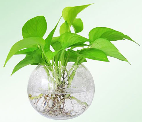 Trầu bà có thể sống trong đất hoặc thủy canh, bạn có thể trồng cây trầu bà để bàn, treo tường, treo ban công...