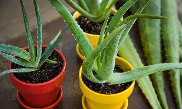 Trời "nóng như đổ lửa", 6 cây ví như điều hòa giúp giảm nhiệt trong nhà - Hình 2 Troi