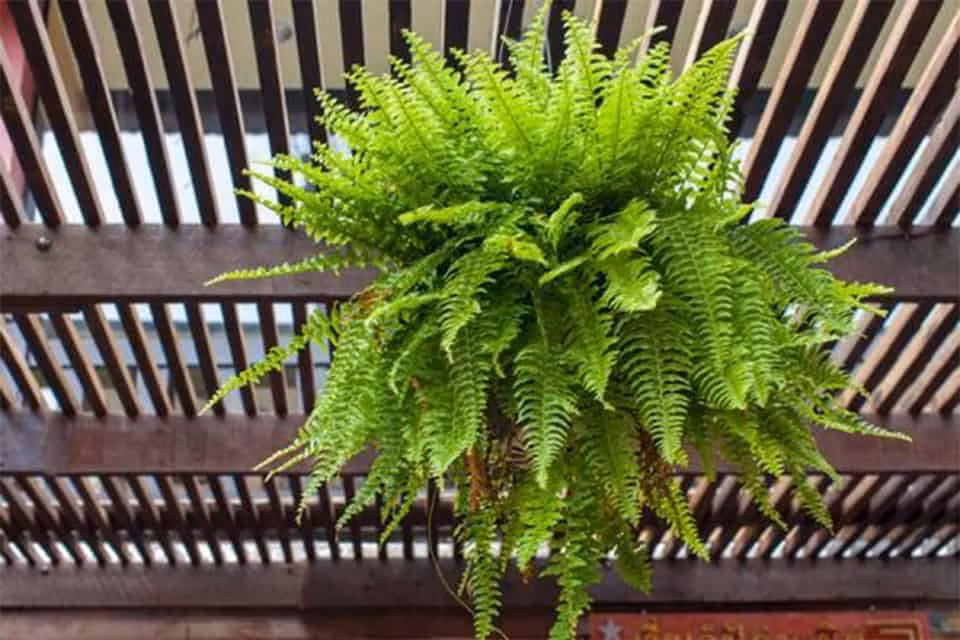 Các nhà khoa học tại NASA cho rằng dương xỉ là một trong những "nhà máy lọc khí" hiệu quả nhất.