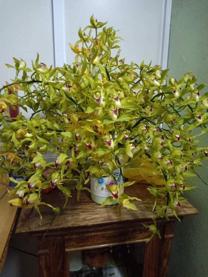 Theo tiết lộ của một người bán lan Trần Mộng ở Lai Châu, những cành lan giá rẻ này được cắt rời từ những chậu địa lan nhỏ, chỉ có 1-2 cành, chưa đủ tuổi bán cả chậu.