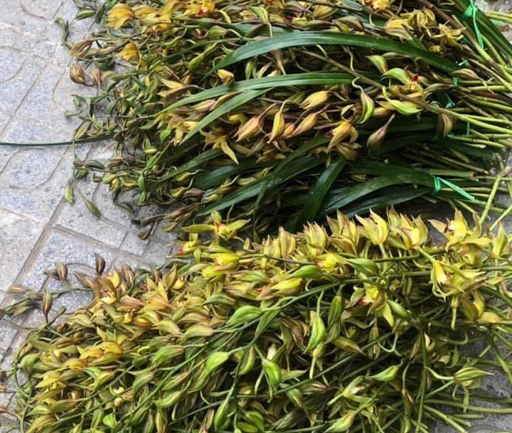 Lan Trần Mộng bền, cắm bình và thay nước mỗi ngày thì có thể chơi được từ 1-1,5 tháng hoa mới tàn. Đây cũng là lý do mà lan Trần Mộng hút khách. Nguồn ảnh: Facebook