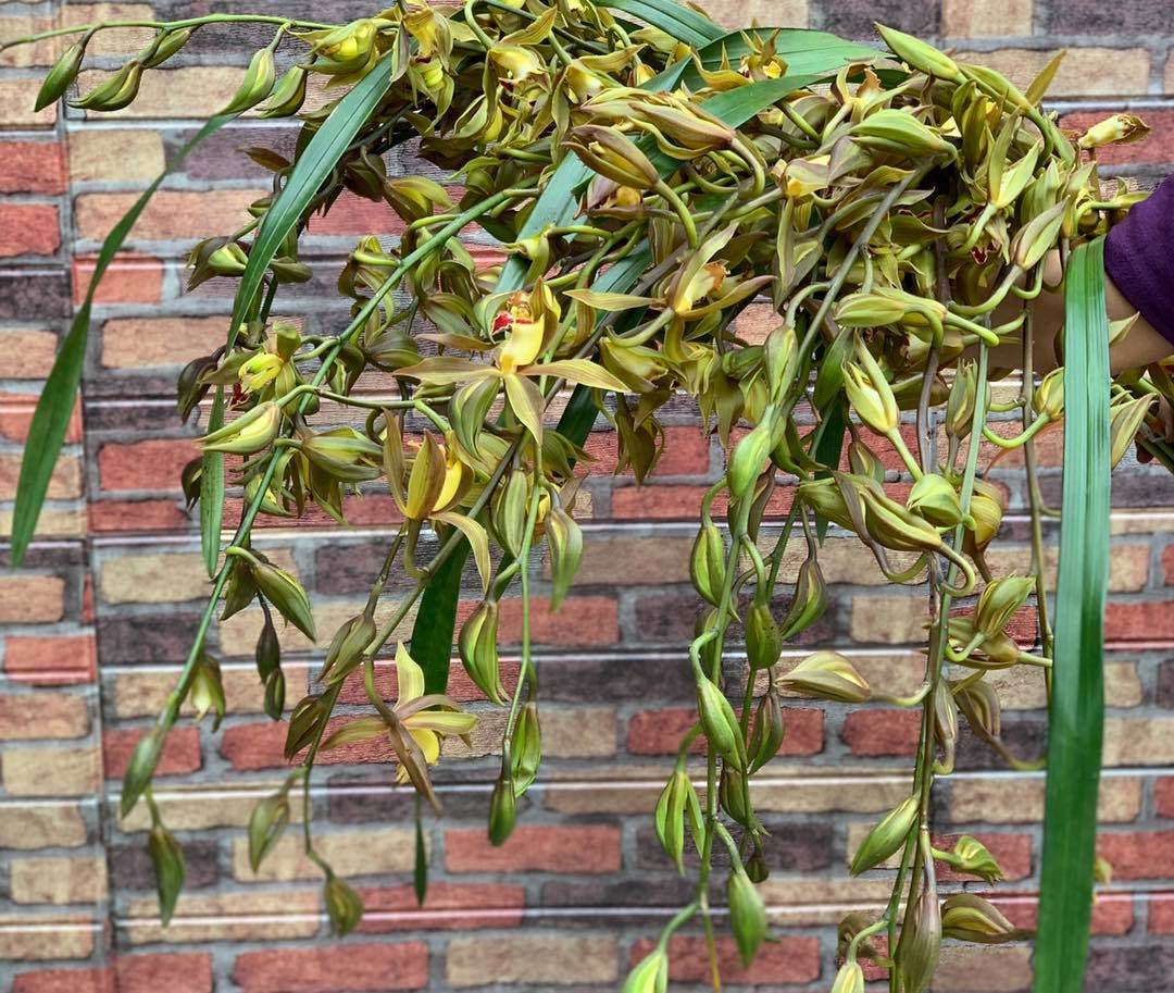 Những năm 2018 – 2019, lan Trần Mộng tạo ra cơn sốt và có sức hút đặc biệt với các đại gia sành lan.