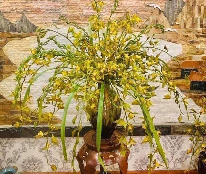 Vài năm trước đây, địa lan Trần Mộng là loại hoa đặc biệt xuất hiện trên thị trường phục vụ nhu cầu trưng bày hoặc làm quà biếu dịp Tết với giá hàng triệu đồng, thậm chí hàng trăm triệu đồng/chậu bởi được coi như loài hoa xuất hiện trong giấc mộng của vua Trần.